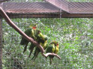 Loros en el parque de aves / Papageien im Vogelaprk