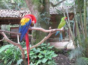 Dos loros grandes / Zwei große Papageis