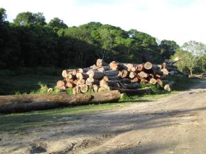 Madera tropical / Tropenholz