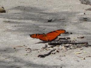 Una mariposa en la playa / Ein Schmetterling am Strand