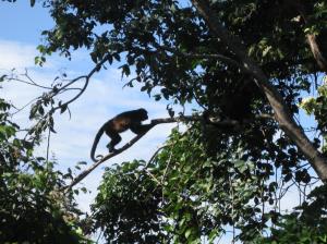 Un mono en el arbol / Ein Affe in einem Baum