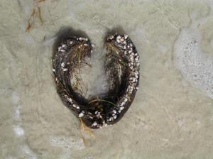 Un coco en la forma de un corazon en la playa / Eine Kokosnuss im Form eines Herzens am Strand