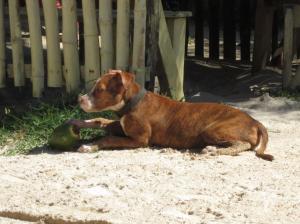 Un perro cuidando un coco / Ein Hund beim Bewachen einer Kokosnuss