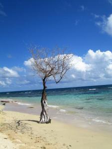 Un arbol seco en la playa / Ein trockener Baum am Strand