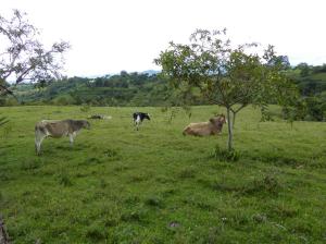 Vacas en un campo / Kühe auf einer Weider
